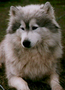 husky types of fur