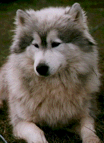 wooly husky temperament