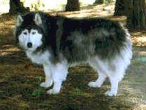 Long online hair husky