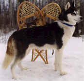 NorthWapiti's Charlie CD, SD, TT - North Wapiti Siberians