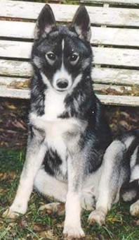 Nay-La-Chee's Cool 'N Rude Dilla - Nay-La-Chee Siberian Huskies - Norway