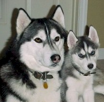 Perry & son Koda