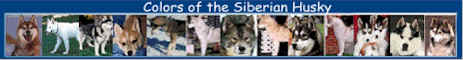 Colors of the Siberian Husky, promoting educated ownership & Siberian adoptions.