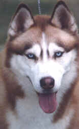 Am/Can Ch. Kossok's Artyk Rostislav - Kossok Siberians & Whippets