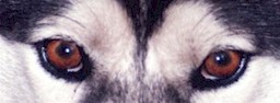 http://www.huskycolors.com/images/eye/EyeBrownRaptor.jpg