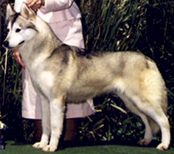 Ch. Kossok's Symiron Spring Fling - Kossok Siberians