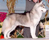 http://www.huskycolors.com/images/grey/GreyGunner.jpg