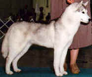 Myeska's Under The Mistletoe - Winterhaven Siberians