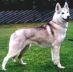 grey siberian husky