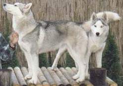 grey siberian husky