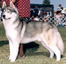 Ch. Syntari's Samiq - Karamad Siberians