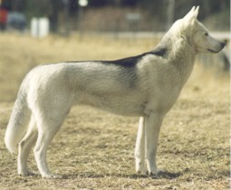 LPI, LPII Mimmi (titles LPI, LPII obedience grade 1 and 2 there are four levels 1,2,3 and elite in Sweden) - Snowstreams Kennel