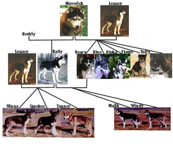 The color combination and mask patterns are endless, even within close family trees. This is a family tree of a working Siberian Husky Kennel.