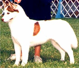 CH Juroblyn's Ima "Cutie" Pie - Juroblyn Siberians