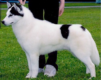 http://www.huskycolors.com/images/piebald/piebaldgateway.jpg