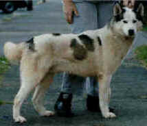 Huskihaus Indy D of Kiska M - Command lead dog, Iditarod Veteran