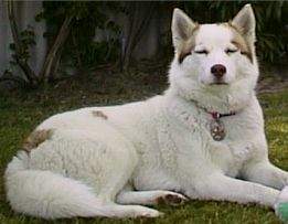Piebald husky sales puppy