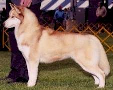 Ch. Sno Kttn's Kono -  Highlander Siberians, Michigan