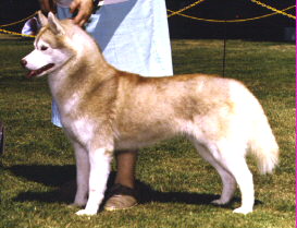 Ch. Kossok's Blonde  Bombshell - Kossok Siberians - Oregon, USA