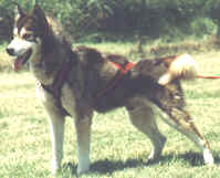 Willo's Leif Ericson, S.D.X. (Sled Dog Excellent)