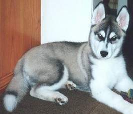 (13 Weeks Old) Canyonlands Desert Hawke  -  TempesTal Siberians