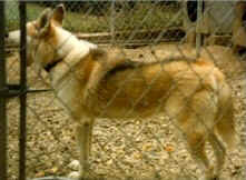 AKC Manhatok's Vixen of Seppin