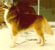 Miki - Windigo Siberian Huskies