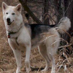 Cold Blue Steele Siberians