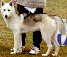 white and gold husky