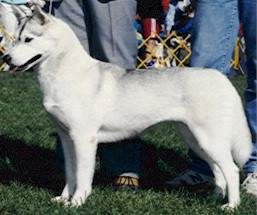 Ch. Kartoga's Tasha of Eldorado, C.D - Eldorado Siberians