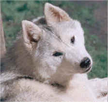 Kaila's Silken Teddy - Karamad Siberians