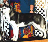 Ch. Shadowfox's Splash Dancer - Kossok Siberians - Oregon, USA