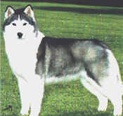 Am/Mex/Int Ch. Fraka's Sparklin' Jewel O'Kossok       BOS 1994 National Specialty  Brey by Alice Watt