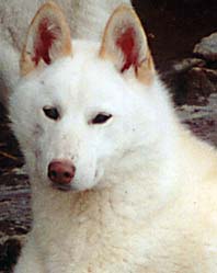 Nay-La-Chee`s Bjrne-Gullik - Nay-La-Chee Siberian Huskies, Norway