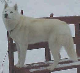 newfoundland husky